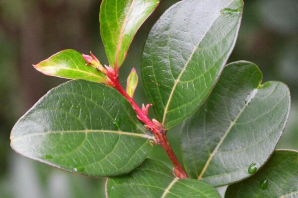 Lagerstroemia indica - Foliage