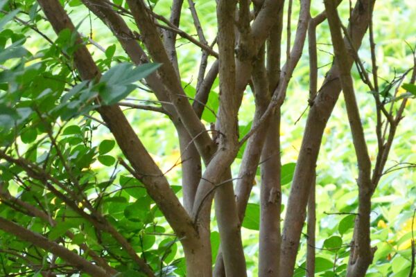 Lagerstroemia indica - Bark