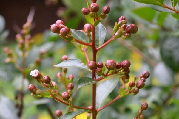 Lagerstroemia indica - Flower Buds