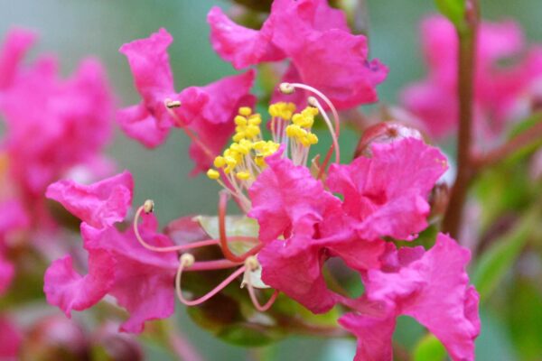 Lagerstroemia indica - Individual Flowers