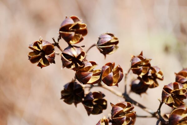 Lagerstroemia indica - Remnant Fruit