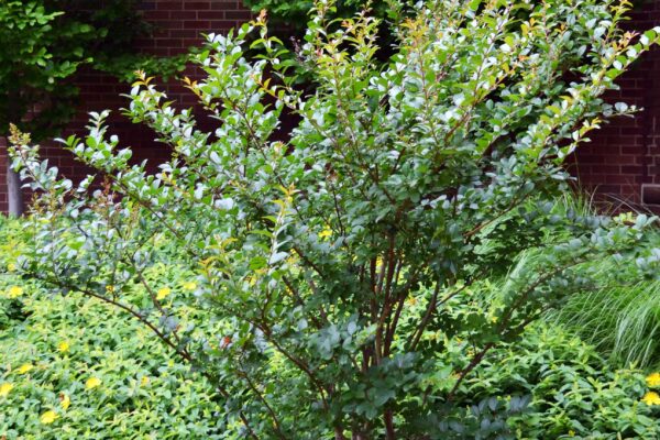Lagerstroemia indica - Shrub Habit
