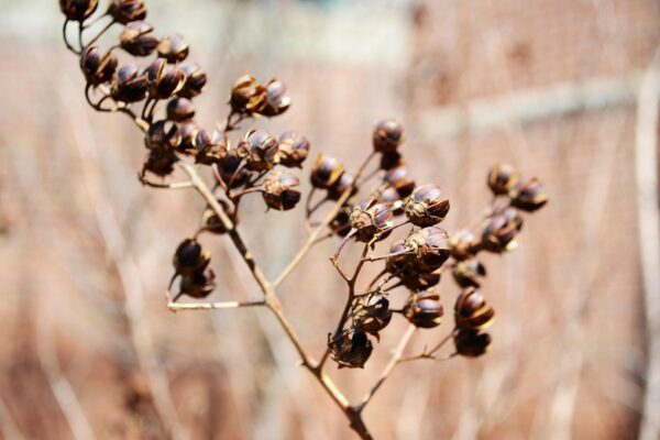 Lagerstroemia indica - Remnant Fruit