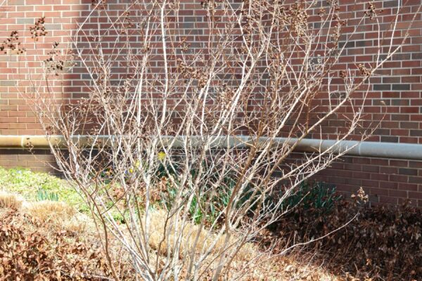 Lagerstroemia indica - Winter Habit
