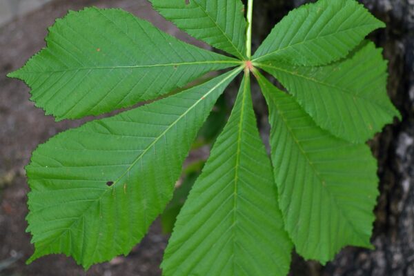 Aesculus hippocastanum ′Baumannii′ - Full Leaf