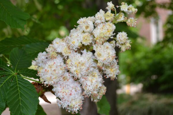 Aesculus hippocastanum ′Baumannii′ - Overall Flower Structure