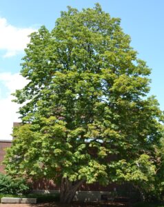 Aesculus hippocastanum ′Baumannii′ - Overall Tree in Summer
