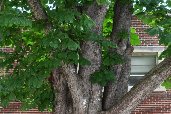 Aesculus hippocastanum ′Baumannii′ - Bark