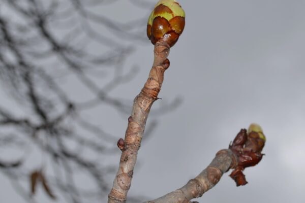 Aesculus hippocastanum ′Baumannii′ - Leaf Bud