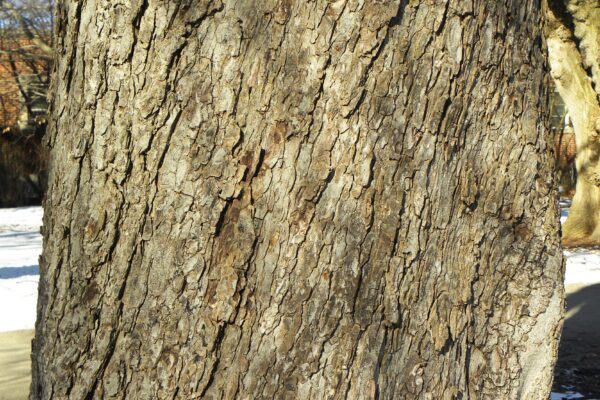 Aesculus hippocastanum ′Baumannii′ - Bark