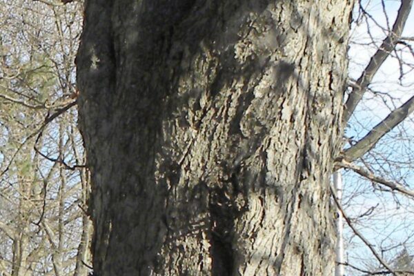 Aesculus hippocastanum ′Baumannii′ - Mature Trunk