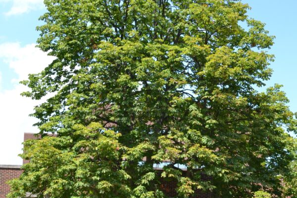 Aesculus hippocastanum ′Baumannii′ - Overall Tree in Summer