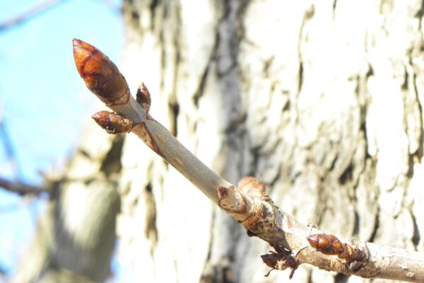 Aesculus hippocastanum ′Baumannii′ - Bud