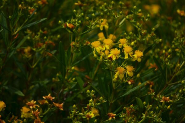 Hypericum kalmianum ′Gemo′ - Flowers and Buds