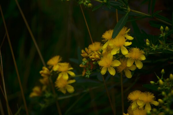 Hypericum kalmianum ′Gemo′ - Flowers and Buds