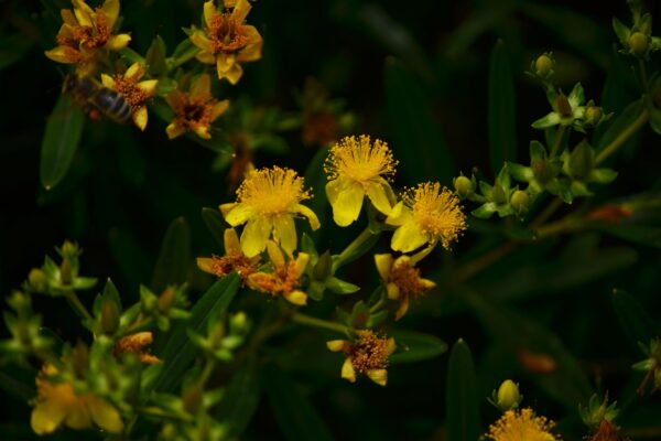 Hypericum kalmianum ′Gemo′ - New and Old Flowers