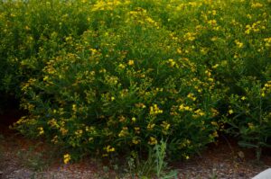 Hypericum kalmianum ′Gemo′ - Flowering Habit