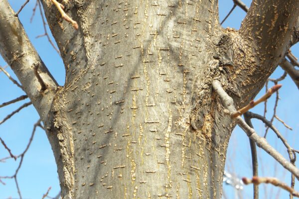 Ulmus americana ′Princeton′ - Bark