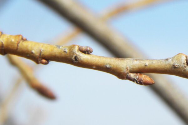 Ulmus americana ′Princeton′ - Buds