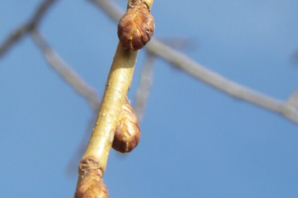 Ulmus americana ′Princeton′ - Buds