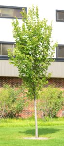 Ulmus americana ′Princeton′ - Summer Habit (Young)