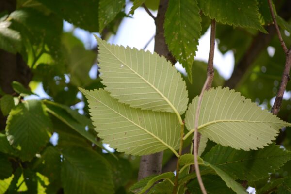Ulmus americana ′Princeton′ - Leaves (underside)