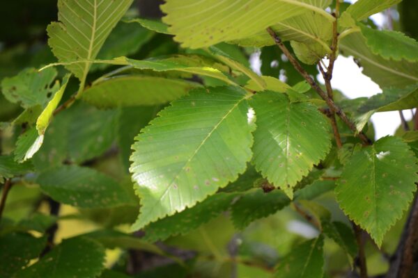 Ulmus americana ′Princeton′ - Leaves