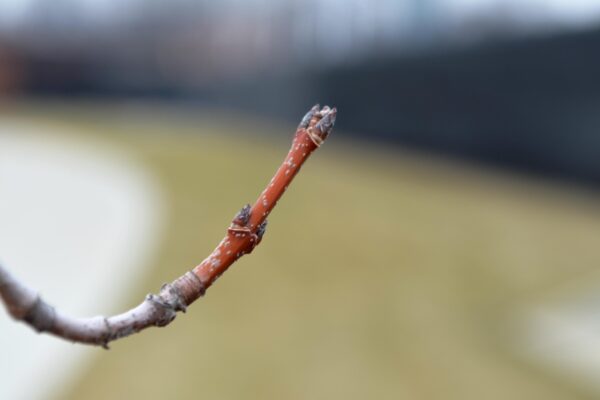 Acer saccharum ′Bailsta′ [sold as Fall Fiesta™] - Buds