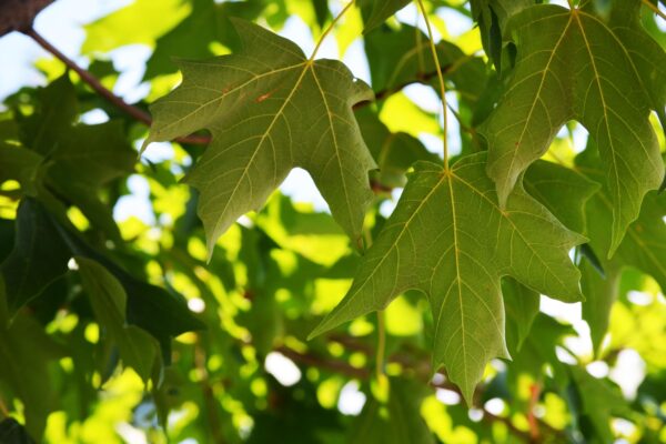 Acer saccharum ′Bailsta′ [sold as Fall Fiesta™] - Leaves