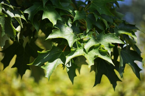 Acer saccharum ′Bailsta′ [sold as Fall Fiesta™] - Foliage