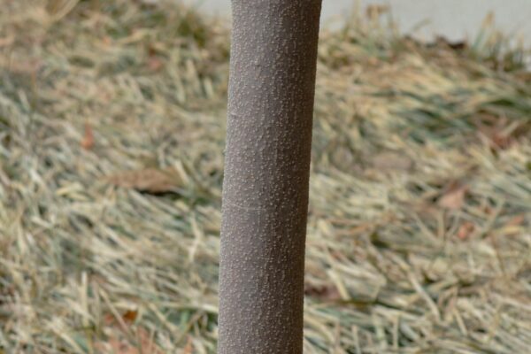 Cornus × rutgersensis ′Rutban′ [sold as Aurora®] (Stellar Group) - Bark