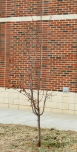Cornus × rutgersensis ′Rutban′ [sold as Aurora®] (Stellar Group) - Winter Habit