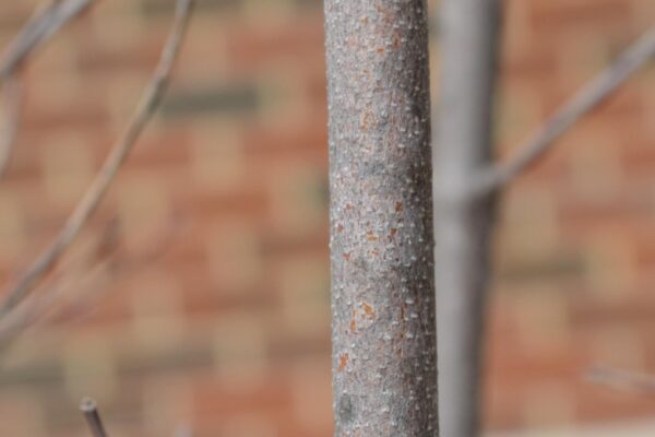 Cornus × rutgersensis ′Rutban′ [sold as Aurora®] (Stellar Group) - Bark