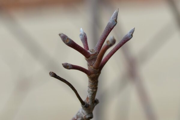Cornus × rutgersensis ′Rutban′ [sold as Aurora®] (Stellar Group) - Buds