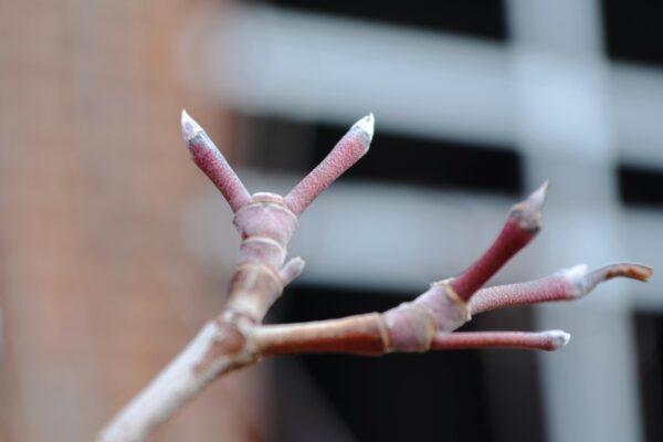 Cornus × rutgersensis ′Rutban′ [sold as Aurora®] (Stellar Group) - Buds