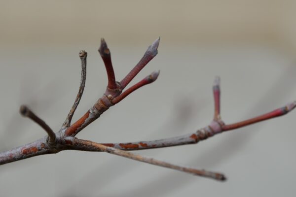 Cornus × rutgersensis ′Rutban′ [sold as Aurora®] (Stellar Group) - Buds