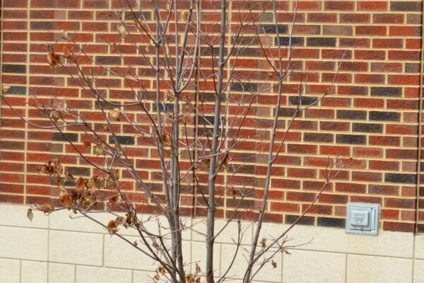 Cornus × rutgersensis ′Rutban′ [sold as Aurora®] (Stellar Group) - Winter Habit