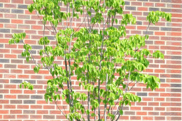 Cornus × rutgersensis ′Rutban′ [sold as Aurora®] (Stellar Group) - Summer Habit