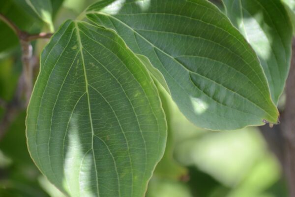 Cornus × rutgersensis ′Rutban′ [sold as Aurora®] (Stellar Group) - Leaves