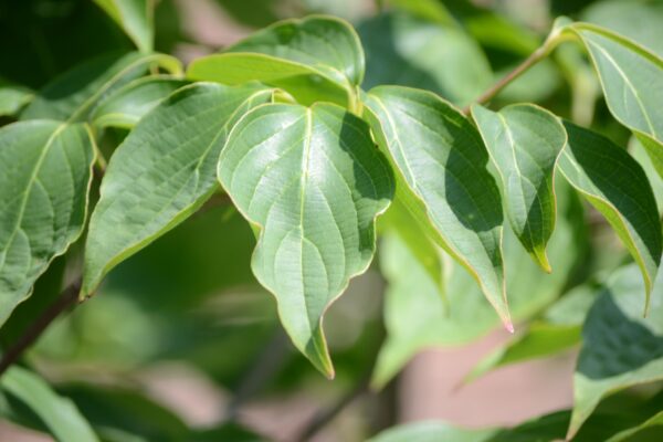 Cornus × rutgersensis ′Rutban′ [sold as Aurora®] (Stellar Group) - Foliage