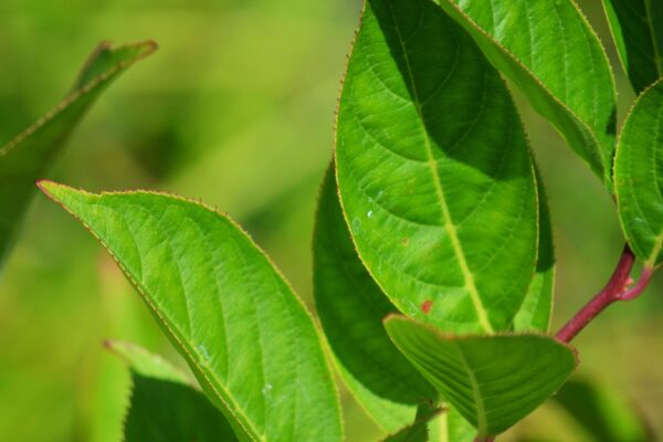 Itea virginica ′Henry’s Garnet′ - Foliage