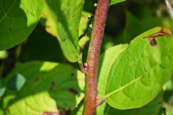 Itea virginica ′Henry’s Garnet′ - Stem