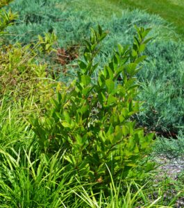 Itea virginica ′Henry’s Garnet′ - Summer Habit