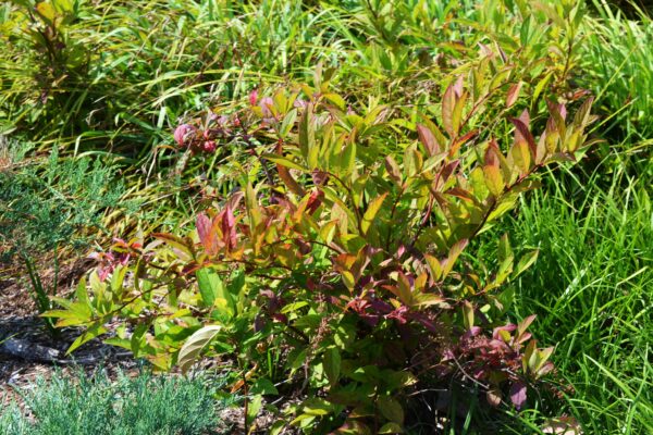 Itea virginica ′Henry’s Garnet′ - Fall Color