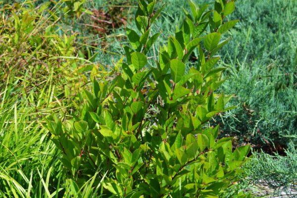 Itea virginica ′Henry’s Garnet′ - Summer Habit