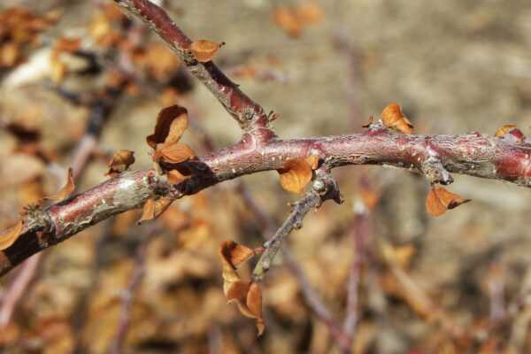Cotoneaster dammeri ′Coral Beauty′ - Bark