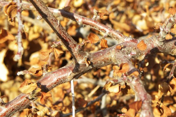 Cotoneaster dammeri ′Coral Beauty′ - Bark
