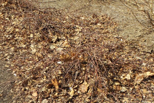 Cotoneaster dammeri ′Coral Beauty′ - Winter Habit