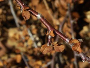 Cotoneaster dammeri ′Coral Beauty′ - Buds