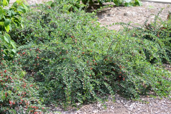 Cotoneaster dammeri ′Coral Beauty′ - Summer Habit